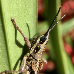 Monistria discrepans