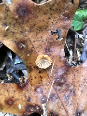 Marasmius fulvoferrugineus