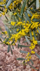 Acacia covenyi