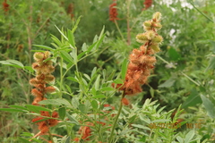 Glycyrrhiza lepidota