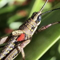 Monistria discrepans
