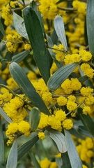 Acacia covenyi
