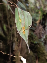 Lepanthes mucronata