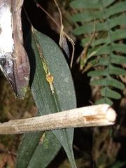 Lepanthes mucronata
