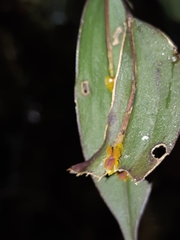 Lepanthes mucronata