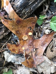 Marasmius fulvoferrugineus