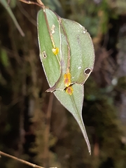 Lepanthes mucronata