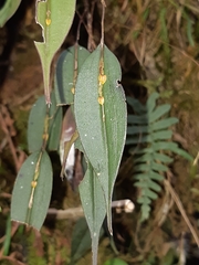 Lepanthes mucronata