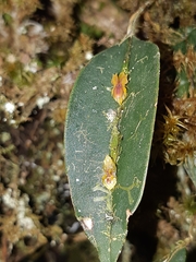 Lepanthes mucronata