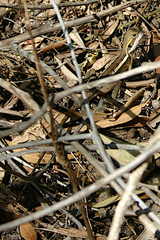 Lophognathus gilberti