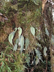 Lepanthes mucronata
