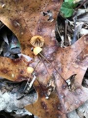 Marasmius fulvoferrugineus
