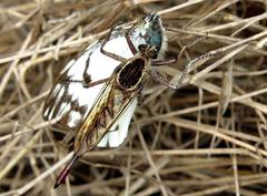 Belenois gidica abyssinica