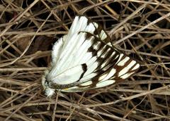 Belenois gidica abyssinica