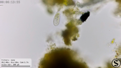 Dexiotricha colpidiopsis