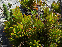 Leucadendron muirii