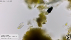 Dexiotricha colpidiopsis