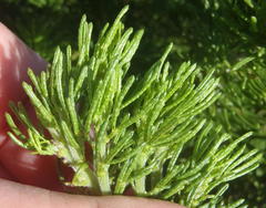 Psoralea vanberkelae