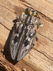 Chrysobothris quadrilineata