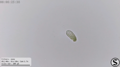 Dexiotricha colpidiopsis