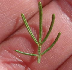 Psoralea vanberkelae