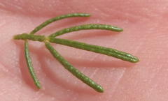 Psoralea vanberkelae