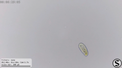 Dexiotricha colpidiopsis