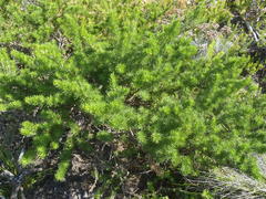 Psoralea vanberkelae