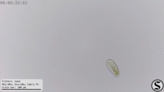 Dexiotricha colpidiopsis