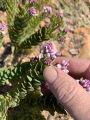 Comesperma oblongatum
