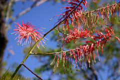 Grevillea dryandri
