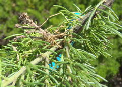 Psoralea vanberkelae