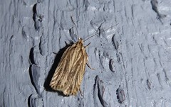 Agonopterix umbellana