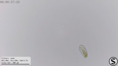 Dexiotricha colpidiopsis