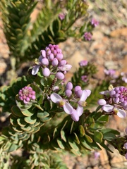 Comesperma oblongatum