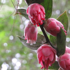 Cavendishia pubescens