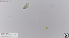 Dexiotricha colpidiopsis