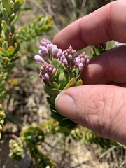 Comesperma oblongatum