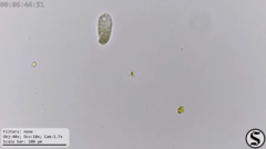 Dexiotricha colpidiopsis