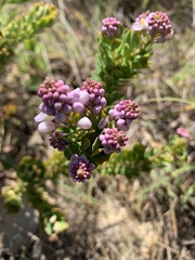 Comesperma oblongatum