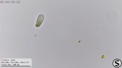 Dexiotricha colpidiopsis