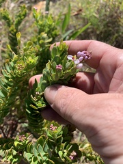 Comesperma oblongatum