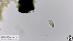 Dexiotricha colpidiopsis