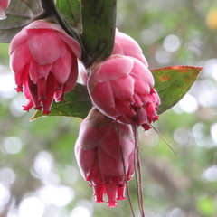 Cavendishia pubescens