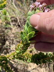 Comesperma oblongatum