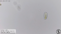 Dexiotricha colpidiopsis