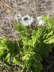 Coronidium boormanii