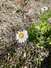 Coronidium boormanii