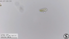 Dexiotricha colpidiopsis