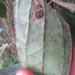 Cavendishia pubescens